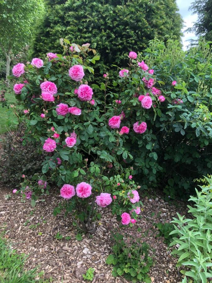 Jasmine Cottage Frome Esterno foto